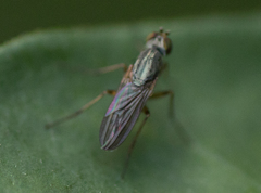 Coeloglutus concavus