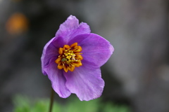 Paraquilegia microphylla