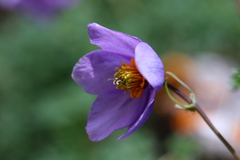 Paraquilegia microphylla