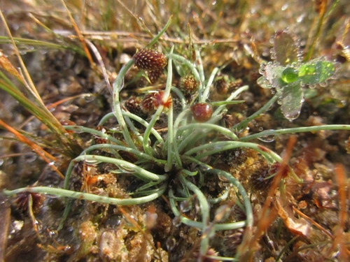 Lipocarpha, 2026-10-09