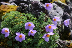 Paraquilegia microphylla