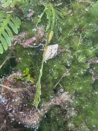 Columbella mercatoria observed 2026-10-09