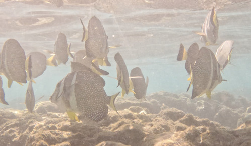 Acanthurus guttatus observed 2026-10-09