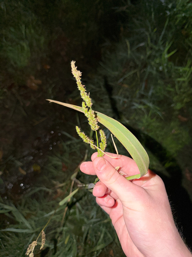 Echinochloa muricata observed 2026-10-09