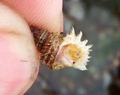 Trichotropis cancellata