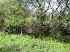 Culiseta incidens