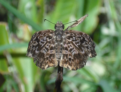 Cycloglypha thrasibulus
