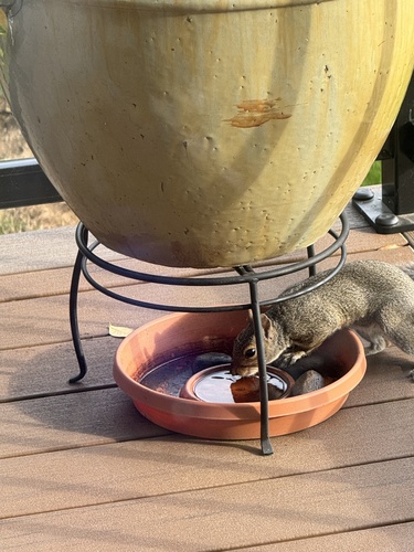 Eastern Gray Squirrel