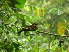 Nyctidromus albicollis