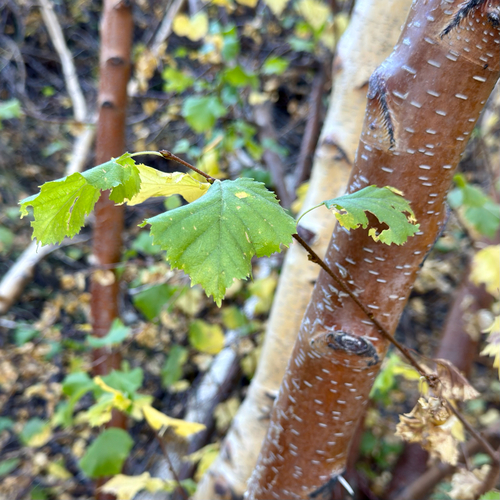 Betula microphylla, 2026-10-07