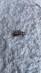 Phymatodes