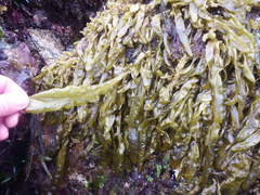 Dactylosiphon bullosus