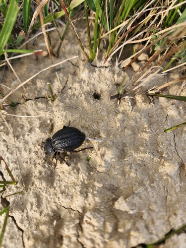 Philolithus sordidus