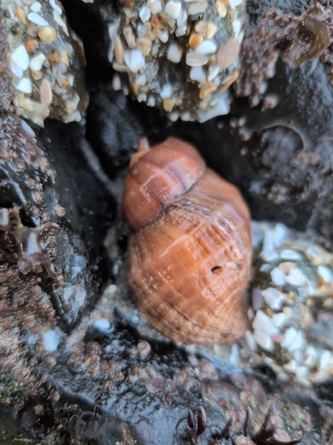 Nucella lamellosa observed 2026-10-09