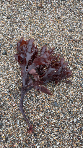 Cryptopleura observed 2026-10-09