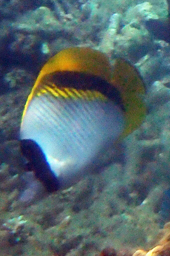 Chaetodon lineolatus observed 2026-10-09