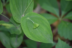 Uvularia
