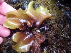 Mazzaella phyllocarpa