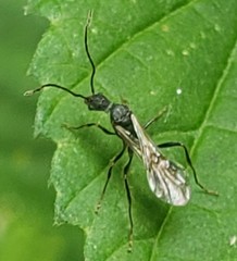 Pogonomyrmex striatinodus