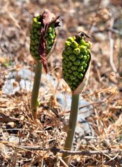 Arum dioscoridis