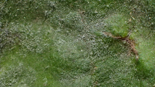 Erysiphe diffusa, 2026-10-08