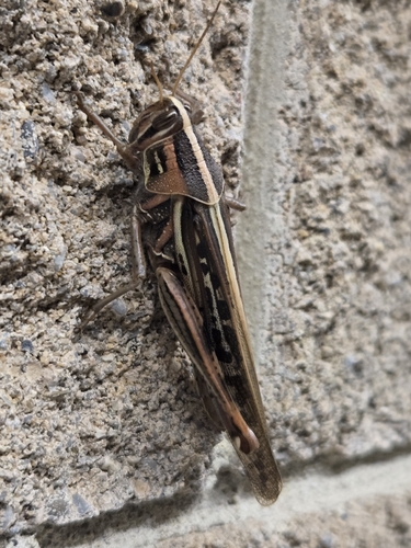 American Bird Grasshopper