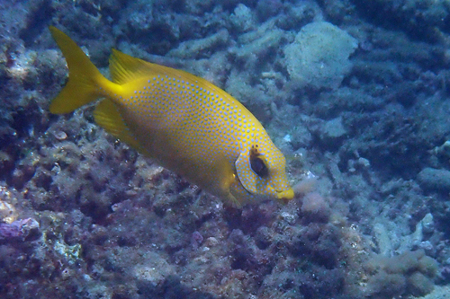 Siganus corallinus observed 2026-10-09