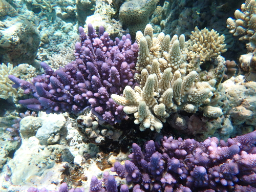 Acropora gemmifera observed 2026-09-20