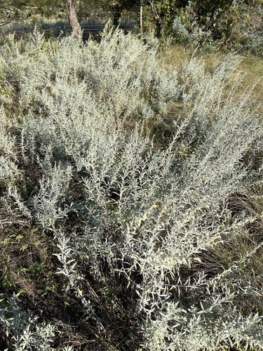 Silver Wormwood