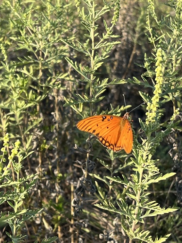 Gulf Fritillary