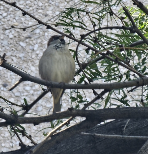 House Sparrow