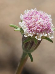 Chaenactis douglasii