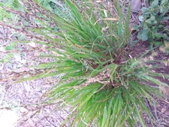 Melica imperfecta