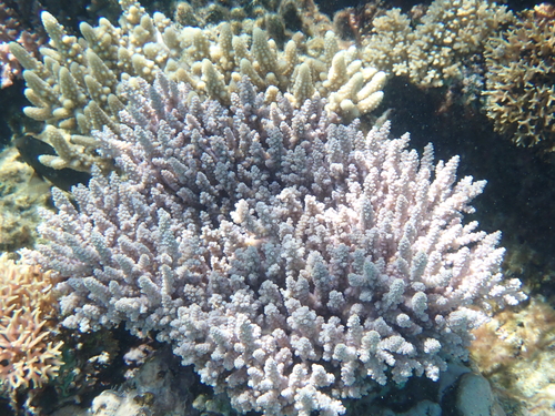 Acropora tenuis observed 2026-09-20