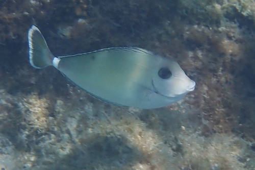 Naso annulatus observed 2026-10-09
