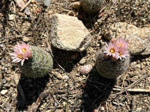 Escobaria tuberculosa varicolor