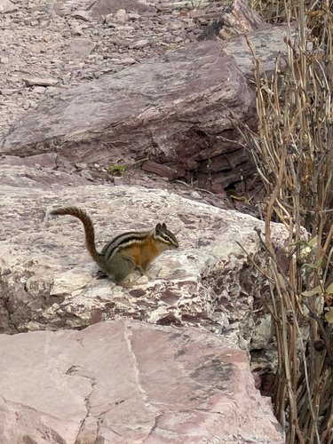 Red-tailed Chipmunk observed by anehra12
