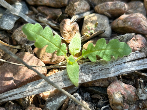 Gypsum Phacelia