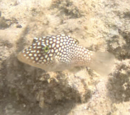 Canthigaster jactator observed 2026-10-09