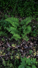 Deparia acrostichoides