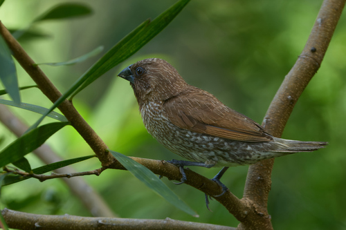 Lonchura punctulata observed 2026-09-22