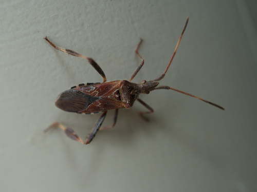 Western Conifer Seed Bug