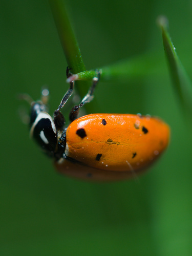 Convergent Lady Beetle