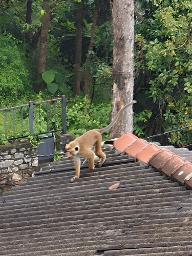 Toque Macaque