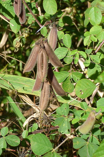 Crotalaria incana observed 2026-09-23