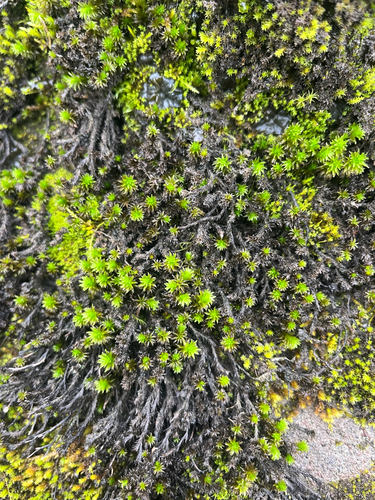 Scouleria aquatica observed 2026-10-09
