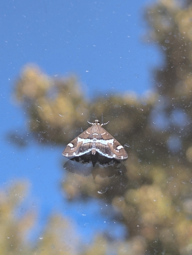 Hawaiian Beet Webworm Moth