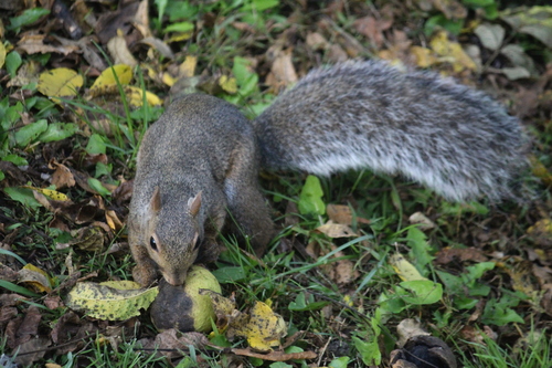 Eastern Gray Squirrel