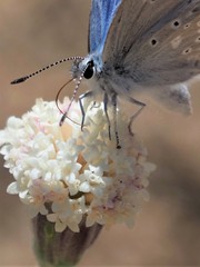 Chaenactis douglasii