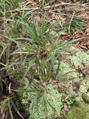 Ehrharta diplax observed 2026-10-10
